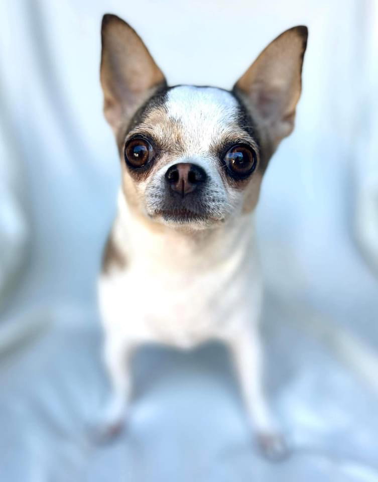 Dog adoption in Gulfport, MS 39505 Chihuahua Dog "Everleigh"