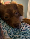 Buddy Bear