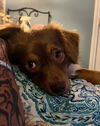 Buddy Bear