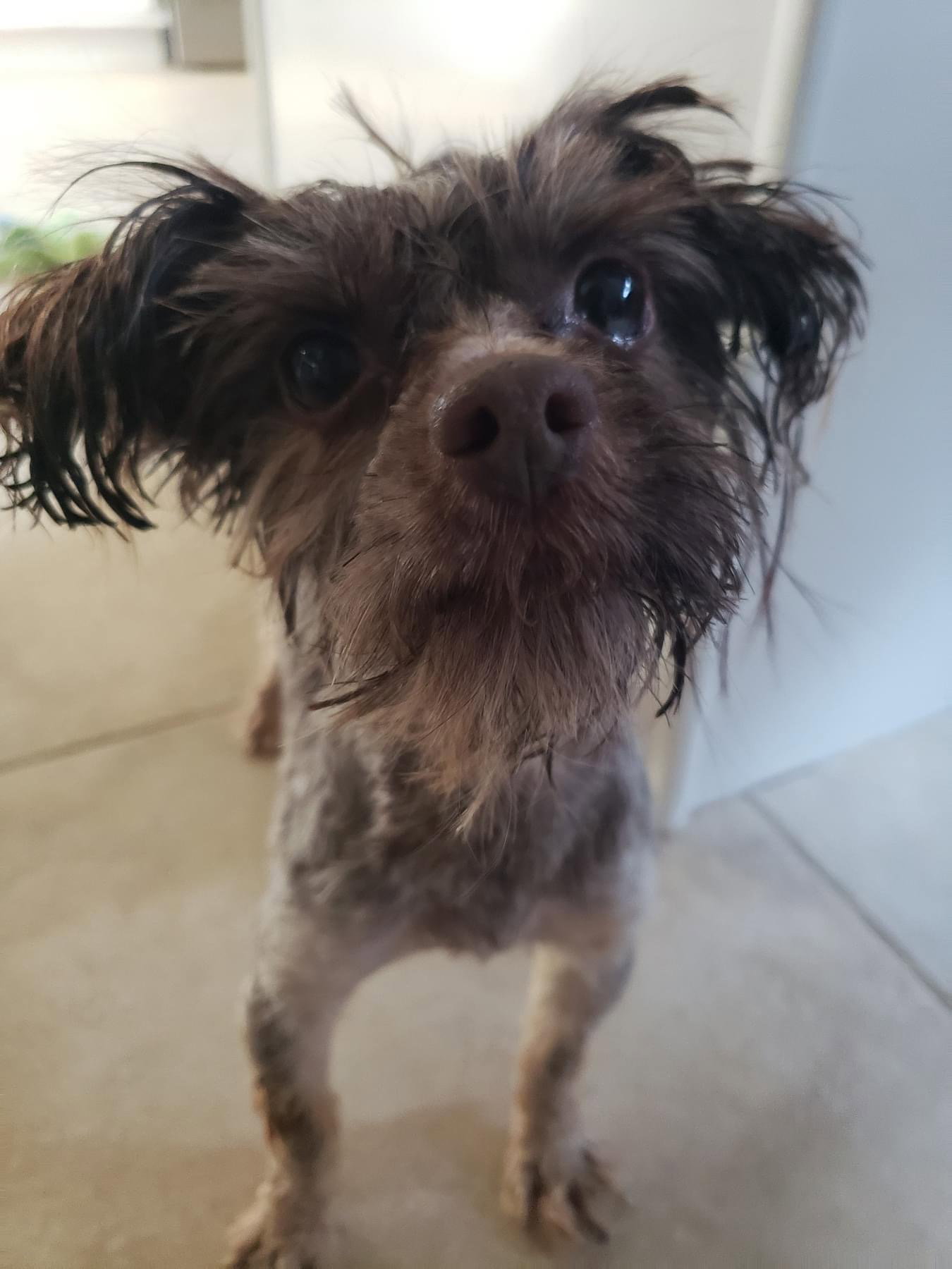Dog for Adoption Comet, a Yorkshire Terrier Yorkie in Gulfport, MS