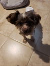 Comet