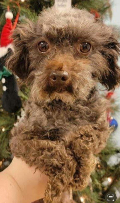 Blitzen