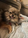 Lexi Bee
