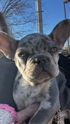 Milo now Moose
