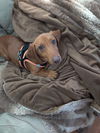 Brady