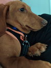 Brady