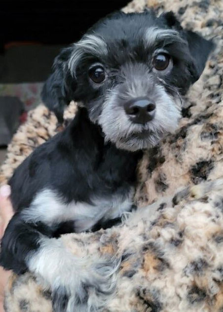 June-Havanese
