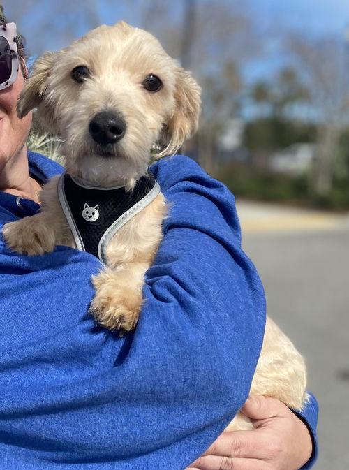 Linda-Havanese