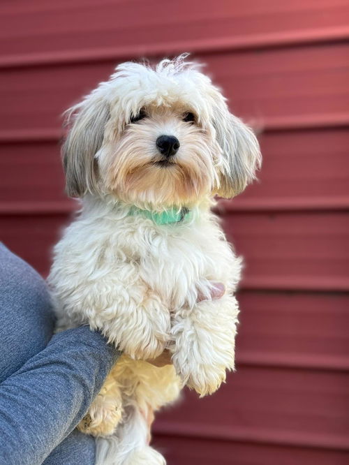 Margo-Havanese