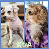 Koa
