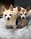 Chiquita