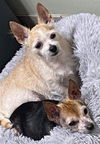Chiquita