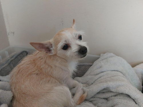 Chiquita