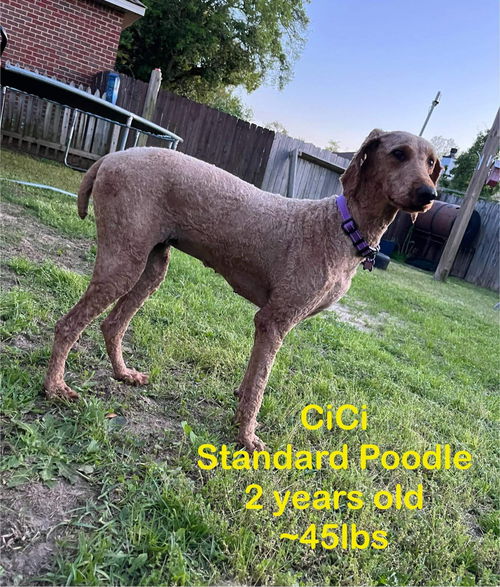 CiCi