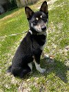 adoptable Dog in gulfport, ms, MS named Yuko