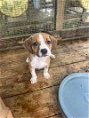 adoptable Dog in gulfport, MS named 3 female bulldog/curr pups