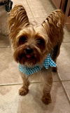 Mr Baxter