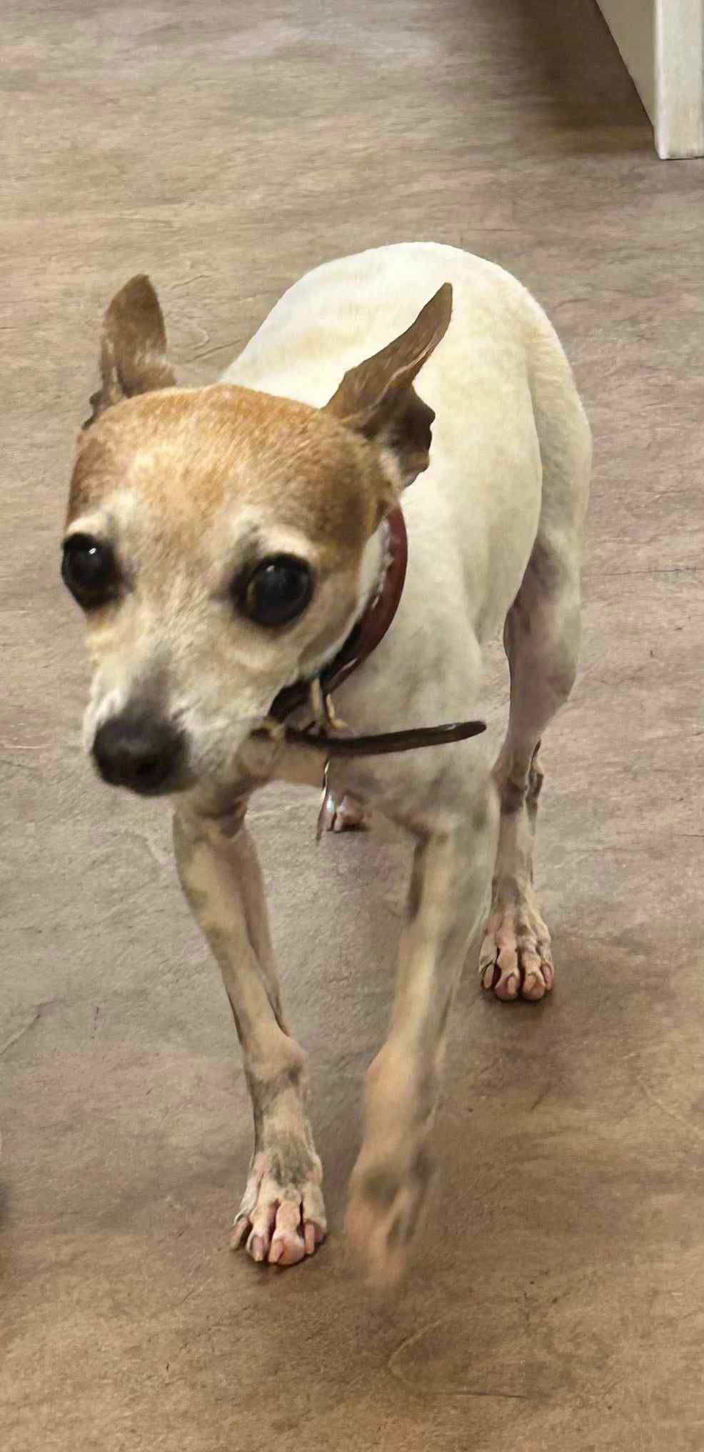 adoptable Dog in Gulfport, MS named Smash