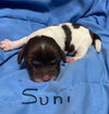 Suni