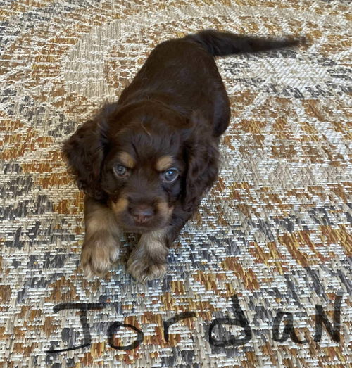 Jordan
