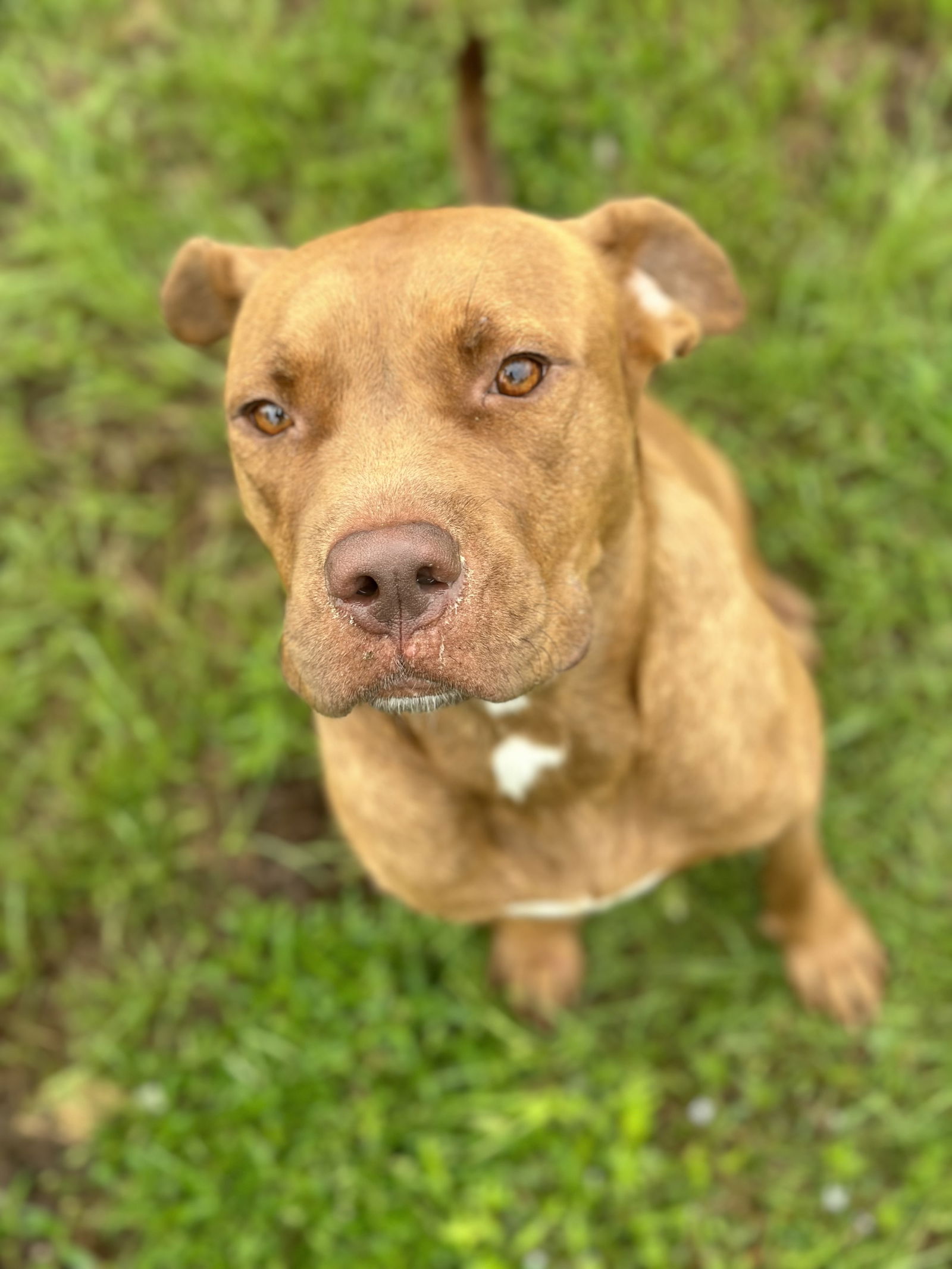 adoptable Dog in Gulfport, MS named Ginger Snap