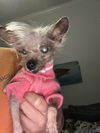 Gracie Lou