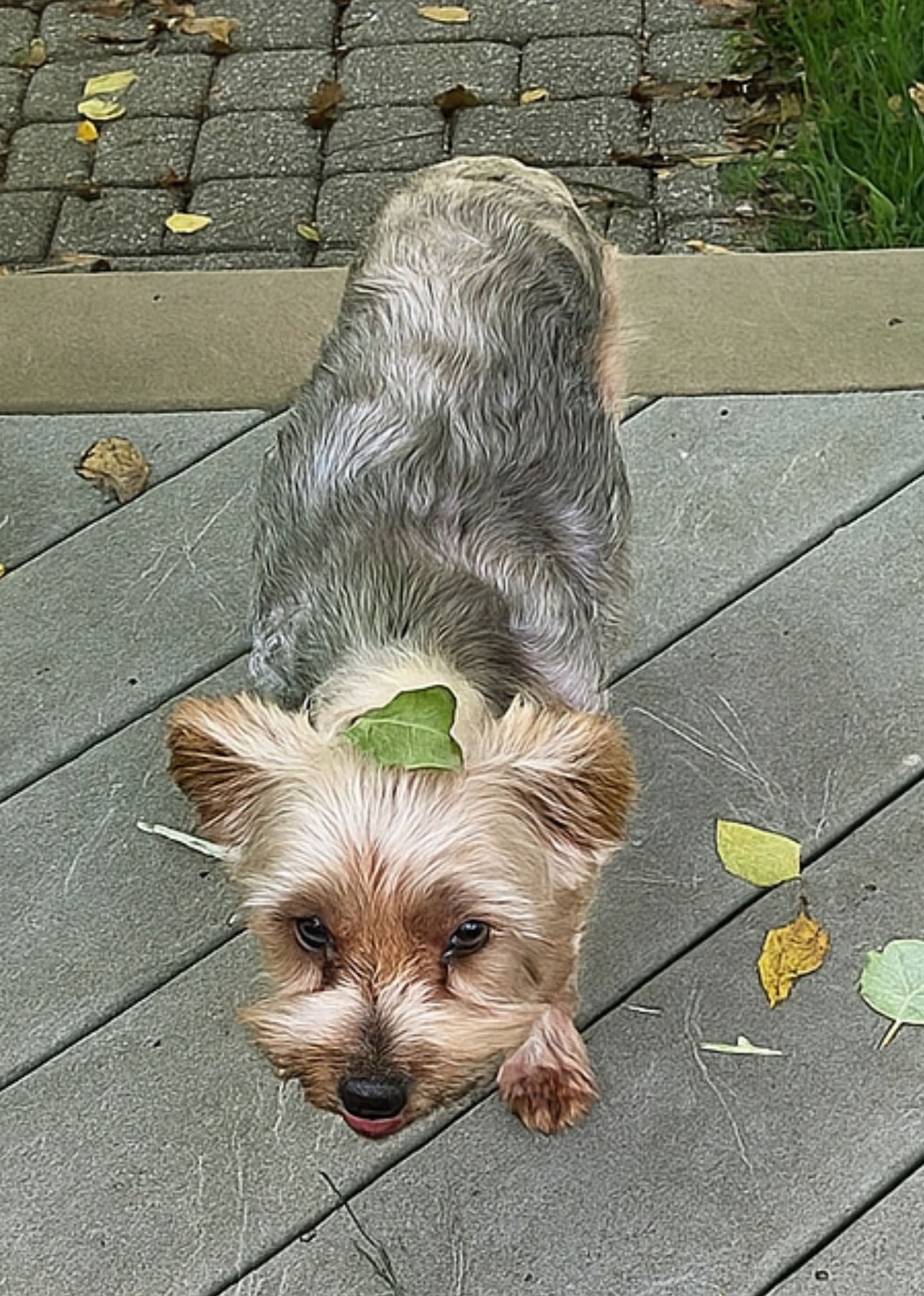 adoptable Dog in Gulfport, MS named Emma Lee