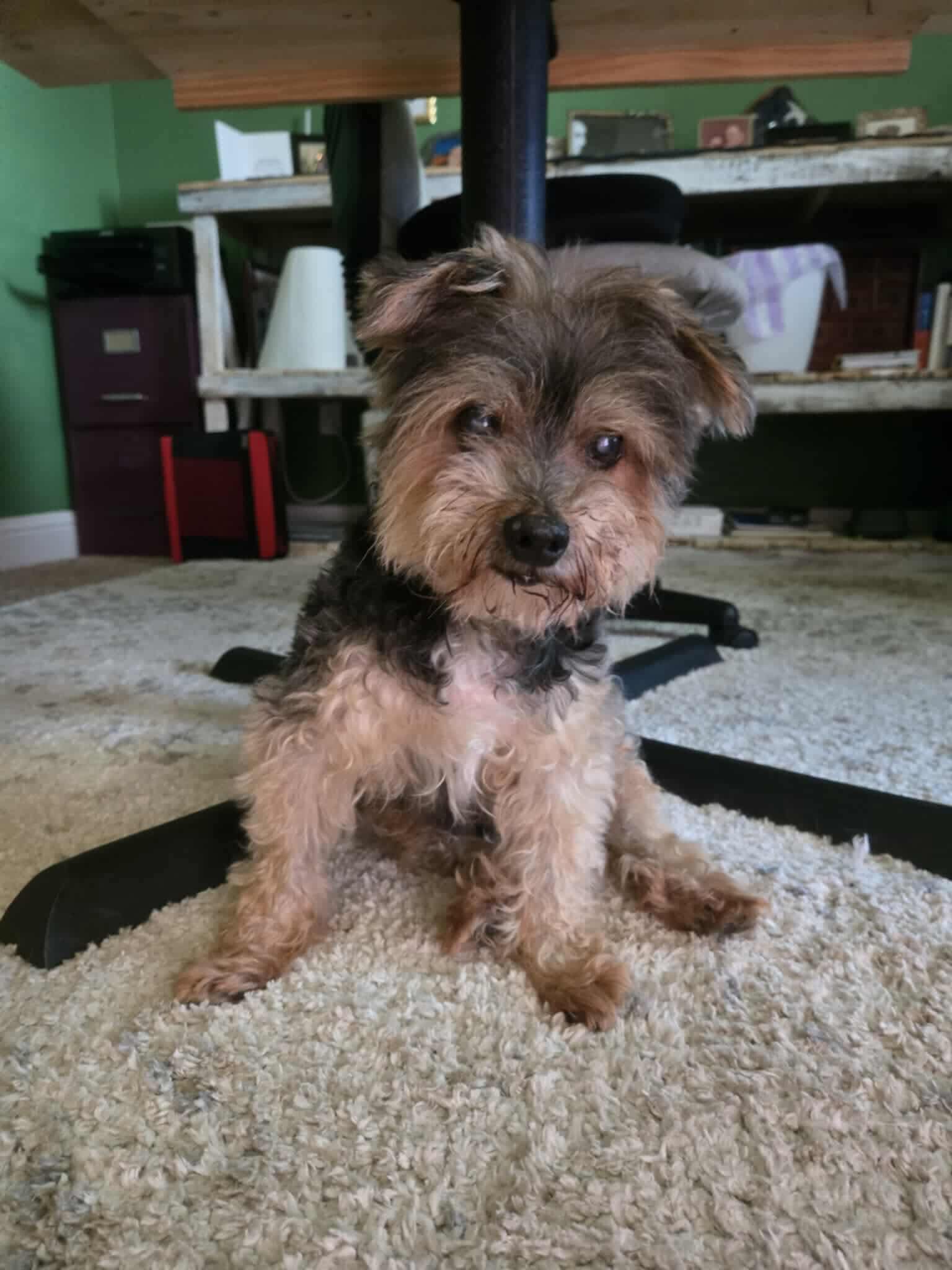 adoptable Dog in Gulfport, MS named Toby Landon