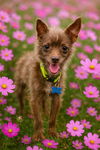Lacy Mutt