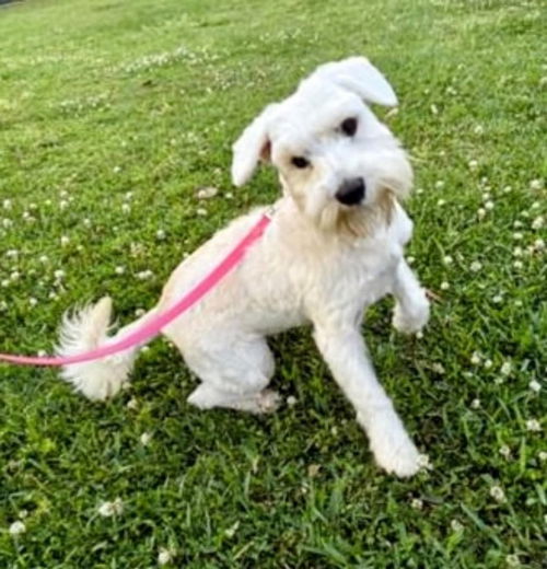 picture of the dog needing adoption