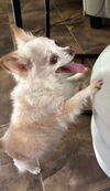 Belle Boo