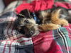 Chewy Samson