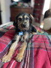 Chewy Samson