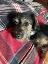 Chewy Samson