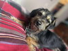 Chewy Samson