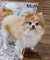 Dylan