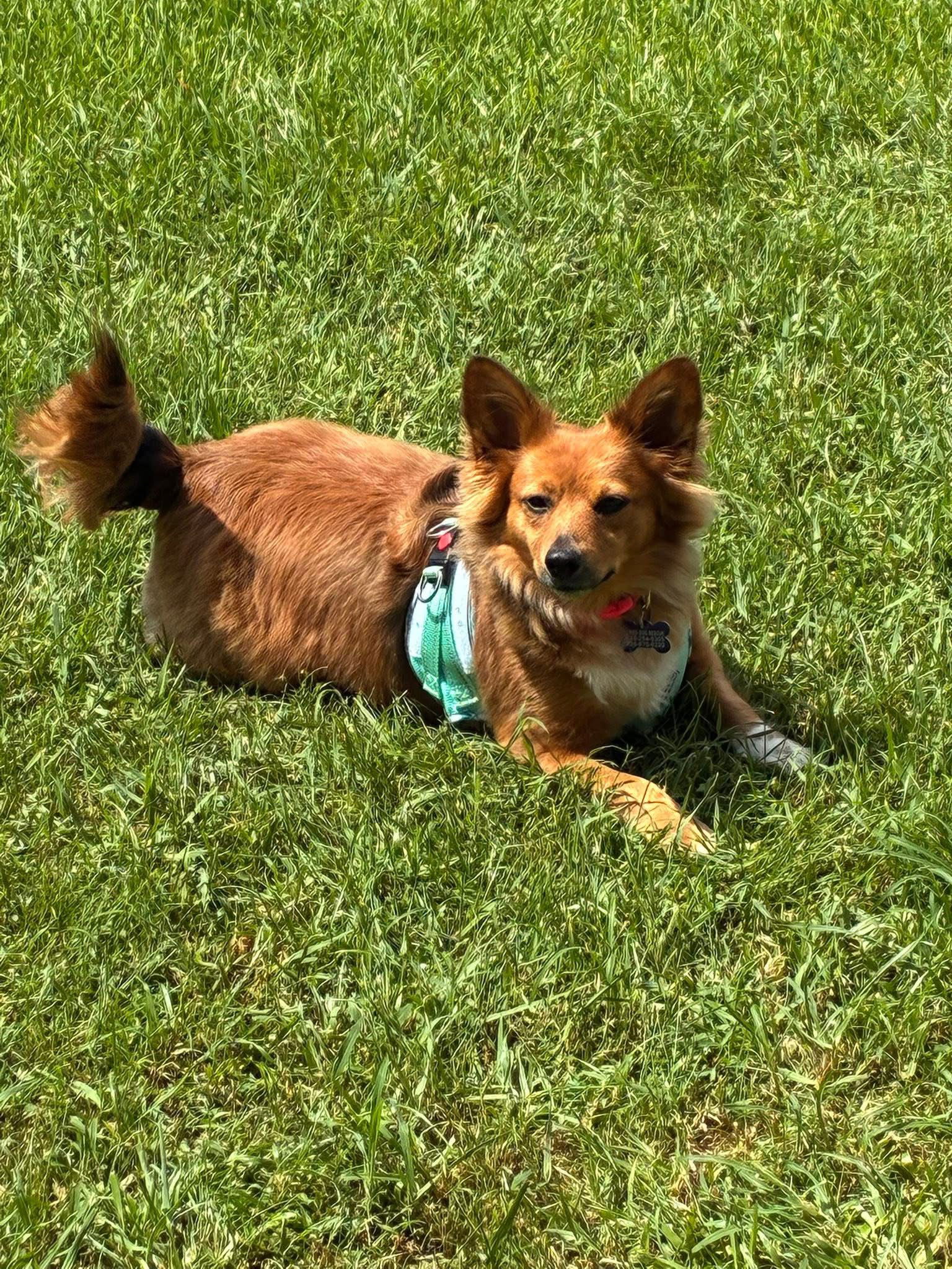 adoptable Dog in Gulfport, MS named Penny