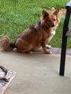 Penny