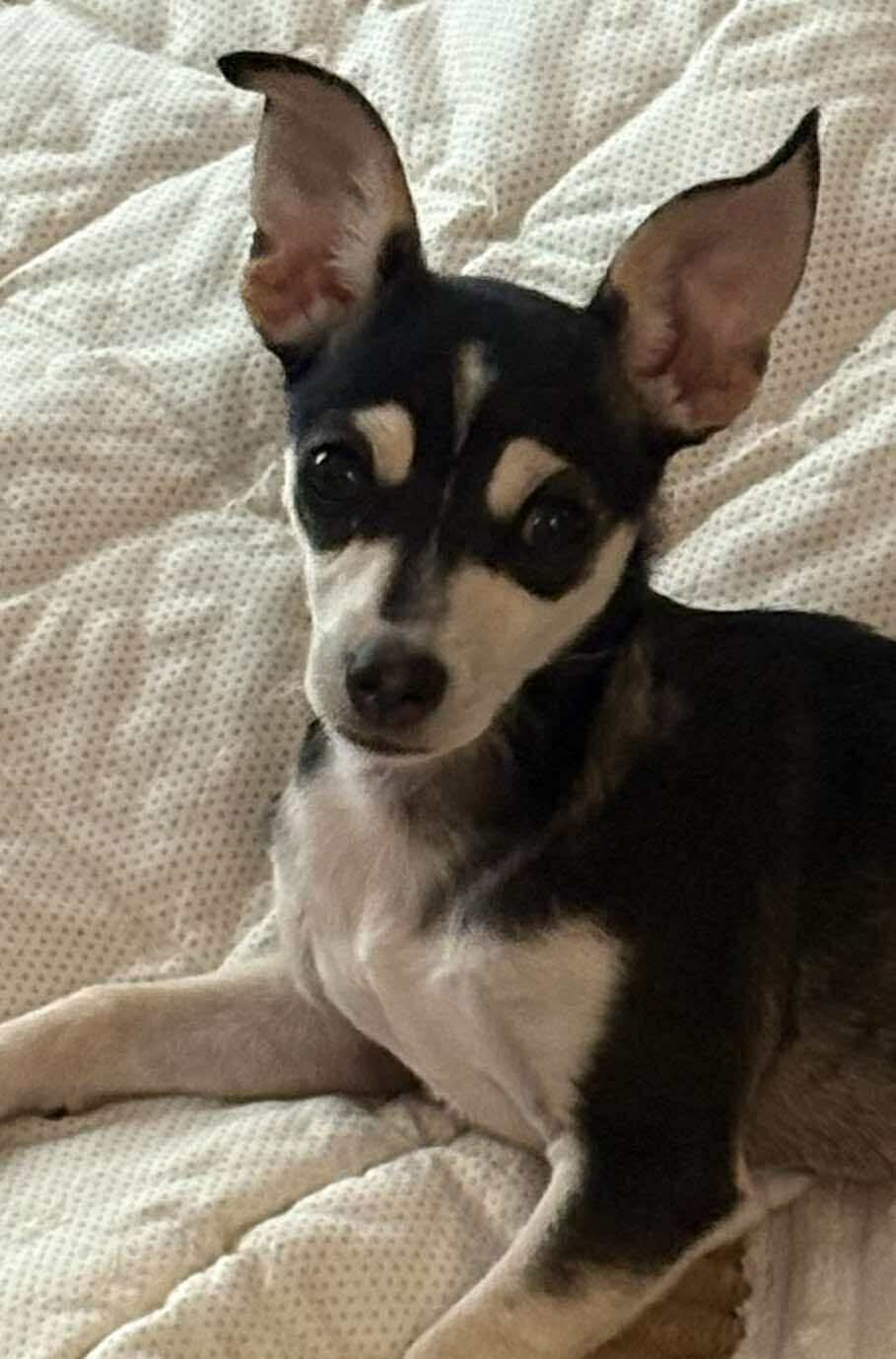 adoptable Dog in Gulfport, MS named Chip