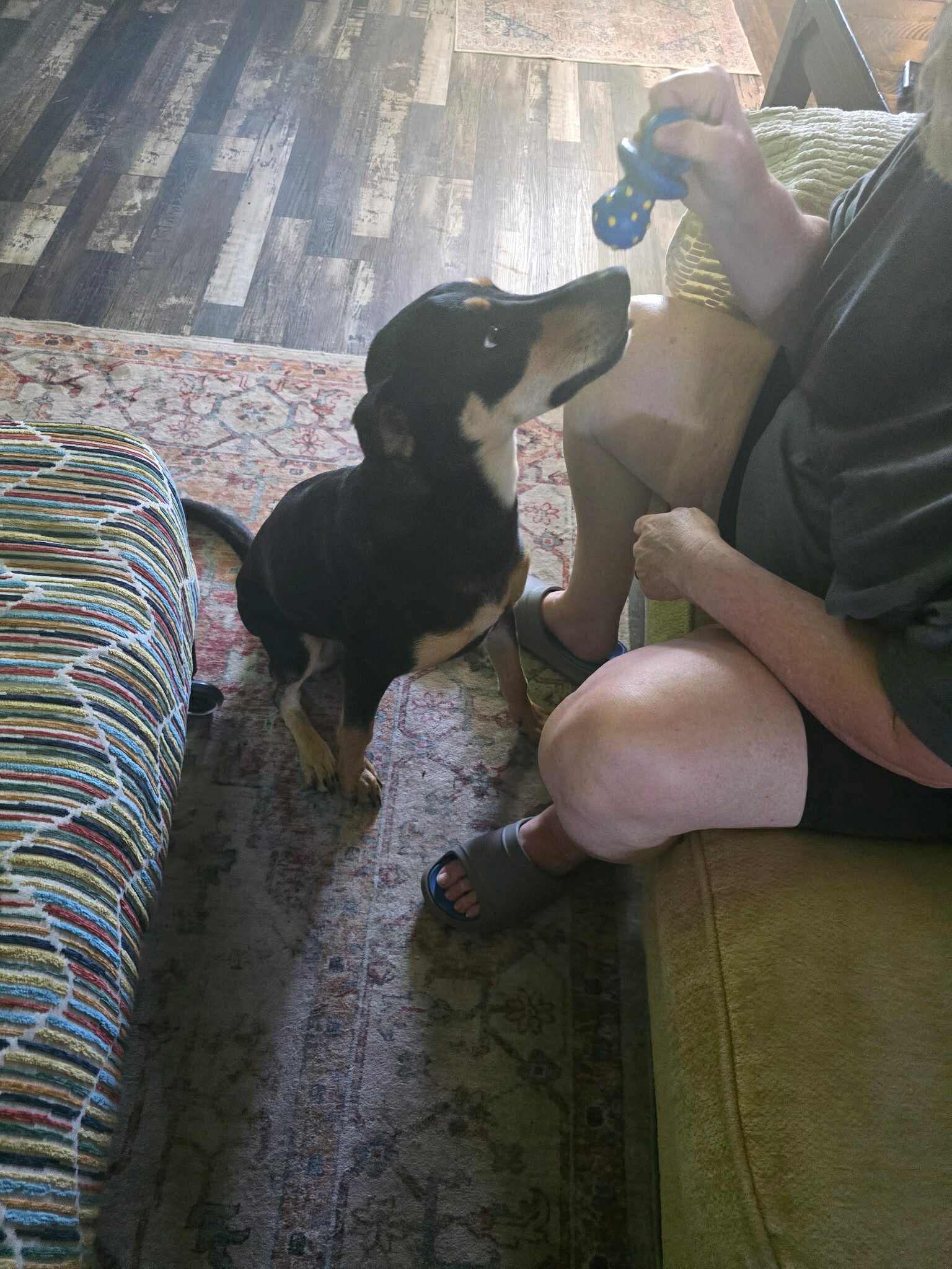 adoptable Dog in Gulfport, MS named Gracie