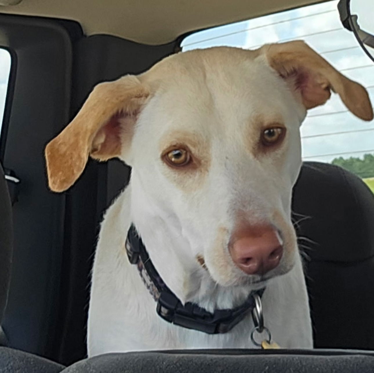 adoptable Dog in Gulfport, MS named Jax