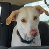 Jax