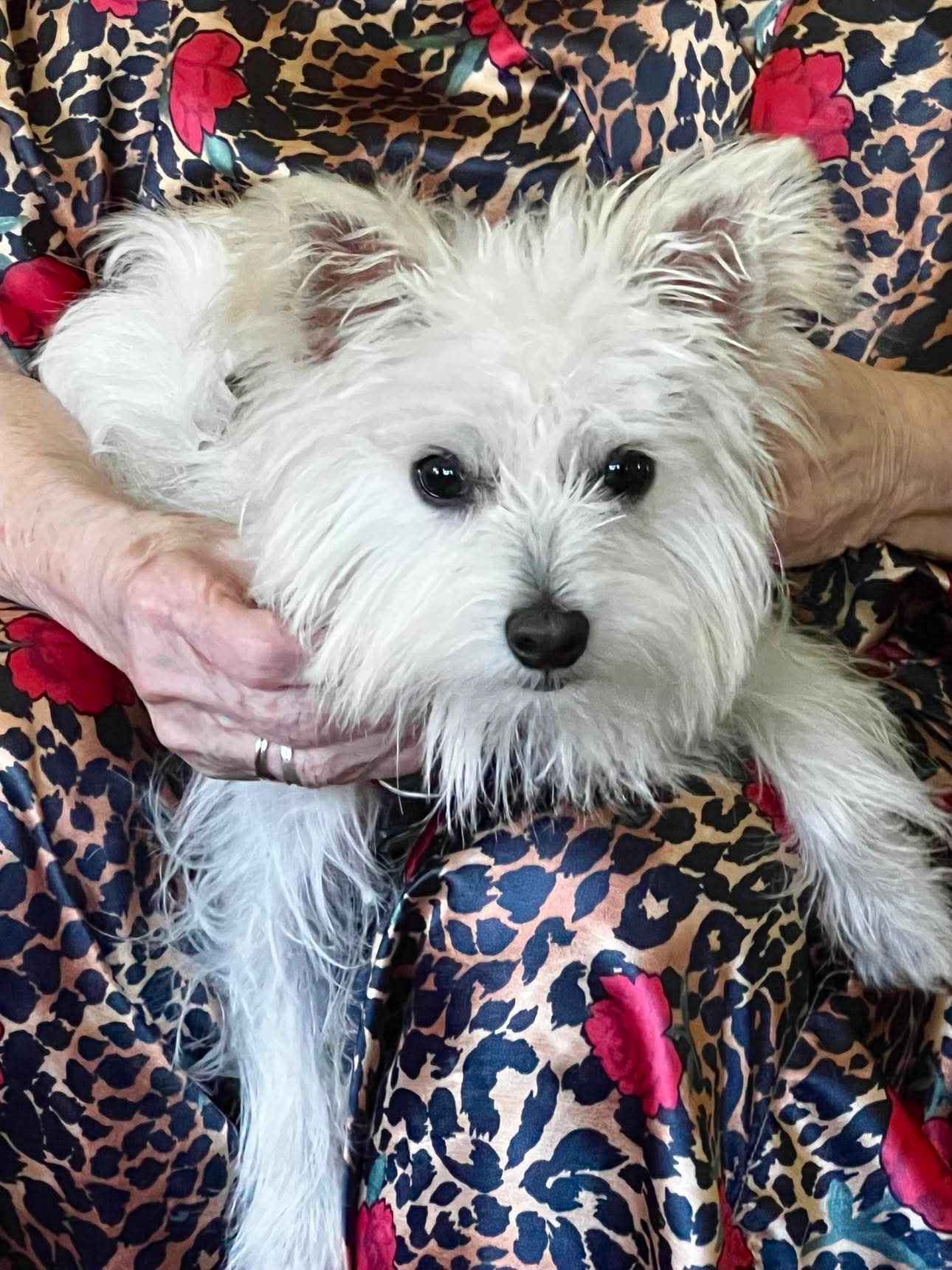 adoptable Dog in Gulfport, MS named Herman