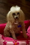 Zoeey