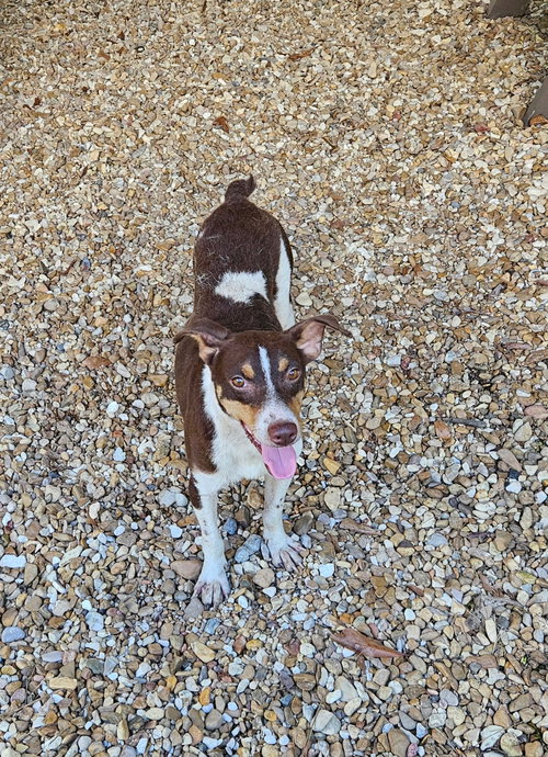 Scout