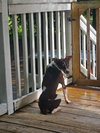 Scout