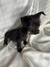 Lilo
