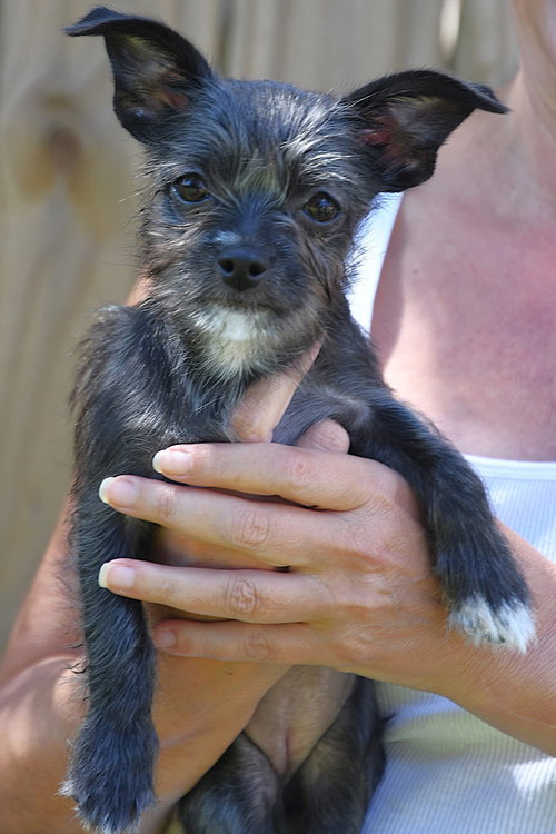 Lilo