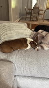 Mia and Apollo