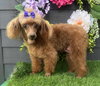 Annie